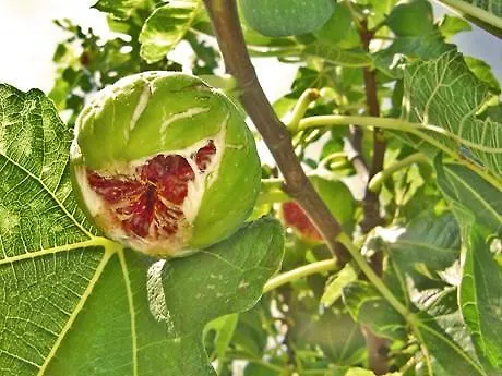 Zeljko Klaric 3* Skradin